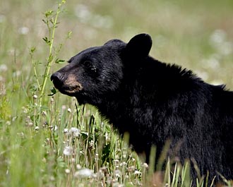 Black Bear
