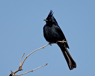 Male Phainopepla