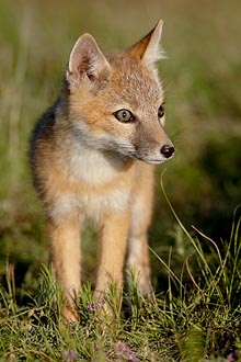 Swift Fox Kit