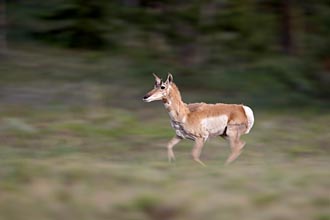Pronghorn Running